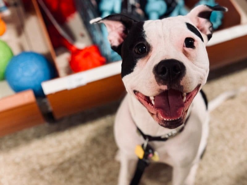 Kali primary photo