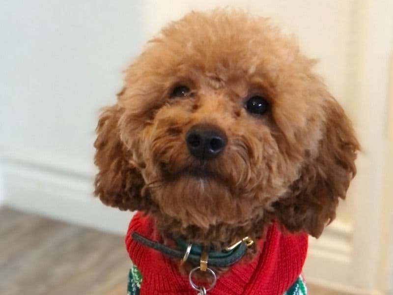 Arlo primary photo