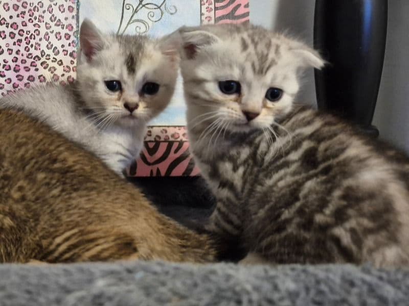 British Shorthair 2 months old female named Bsh for sale in Metro Vancouver, British Columbia | Petmeetly