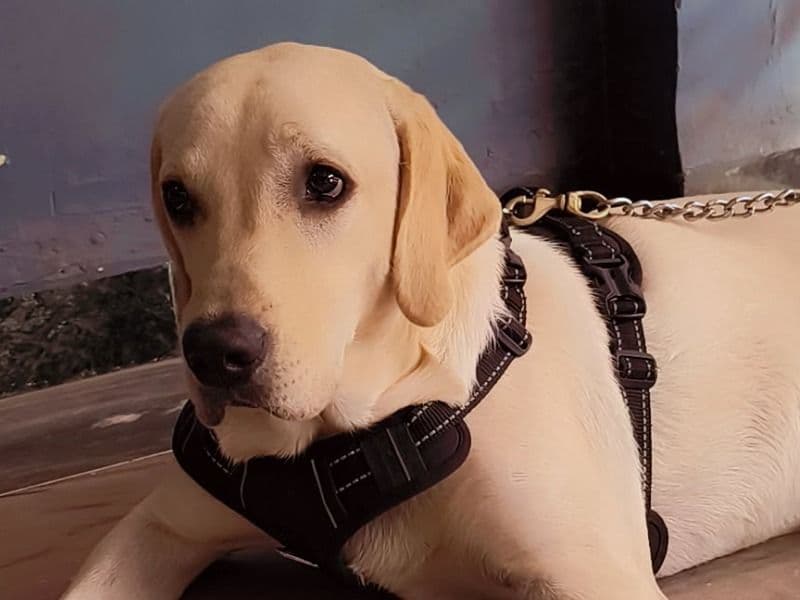 Labrador Retriever 1 year 2 months old male medium named Oreo for breeding in Indore Division, Madhya Pradesh | Petmeetly