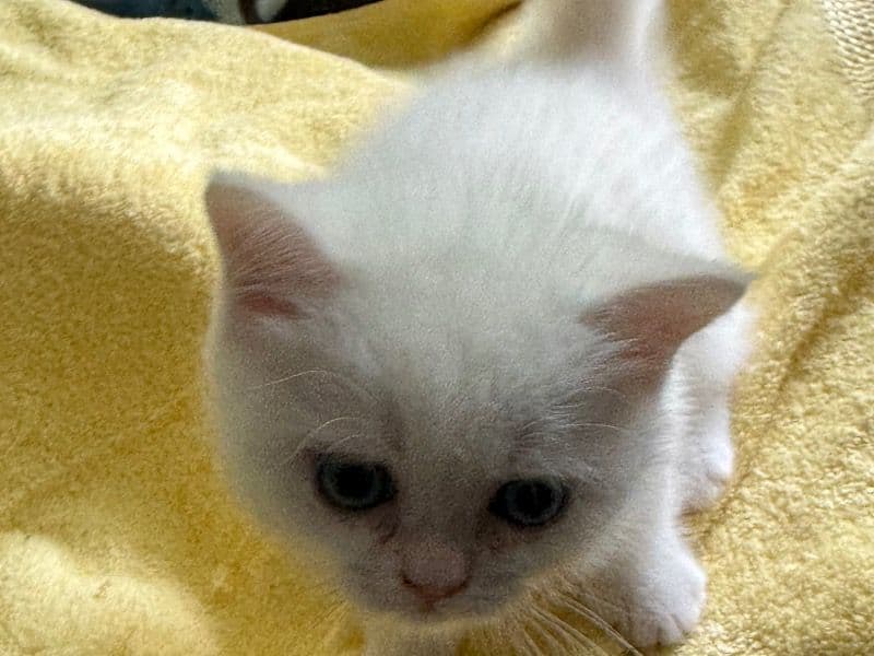 Vlad - British Shorthair | Petmeetly