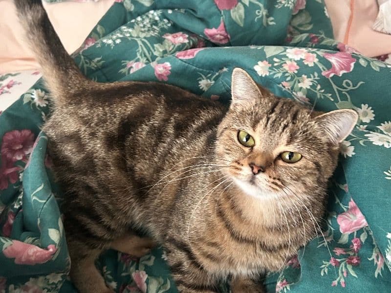 Scottish Fold 1 year old female named Ernie for breeding in Waterloo Regional Municipality, Ontario | Petmeetly