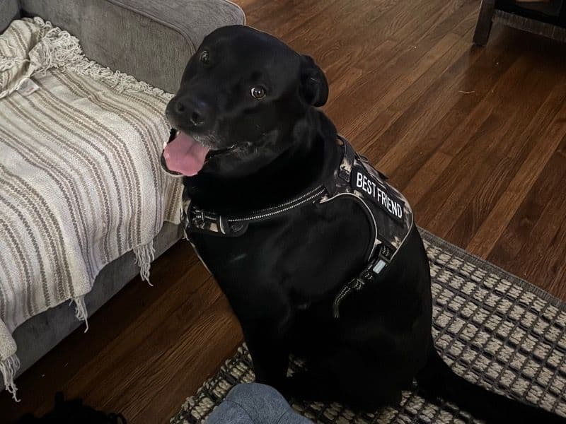 Labrador Retriever 6 years 2 months old male large named Jack for breeding in Franklin County, Massachusetts | Petmeetly