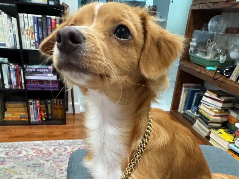 Berkley - Chihuahua | Petmeetly