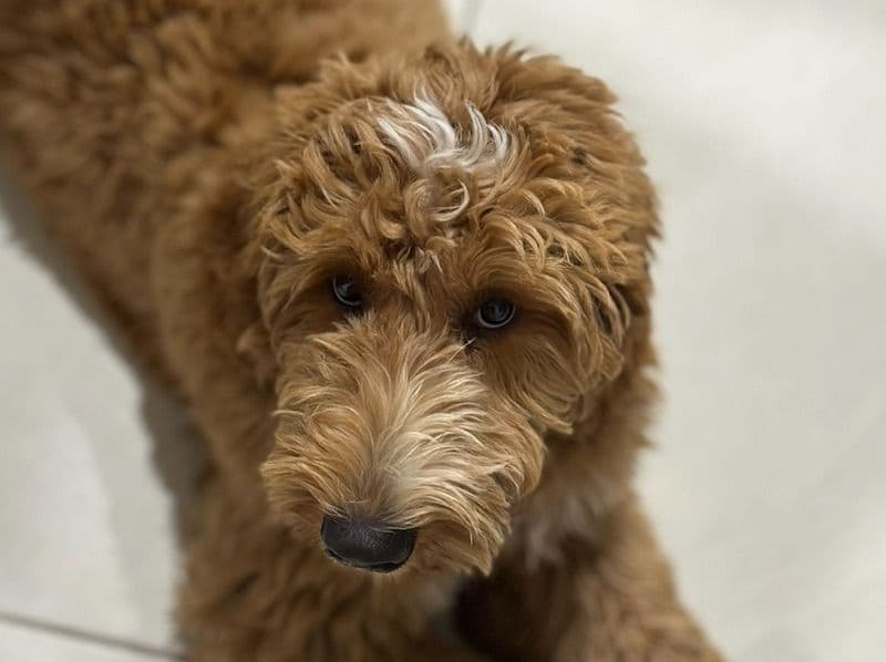 Lucy primary photo
