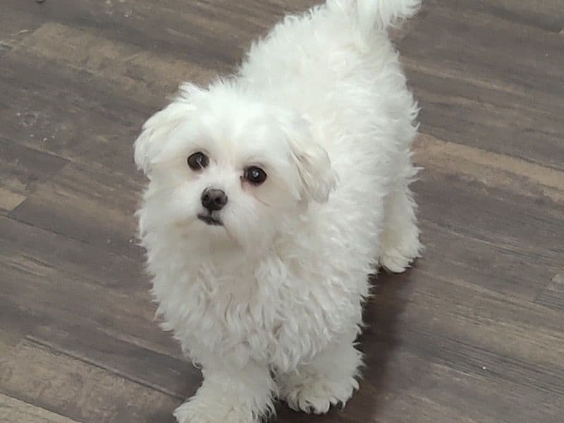 Maltese 5 years 4 months old female small named Stella for breeding in Lucas County, Ohio | Petmeetly