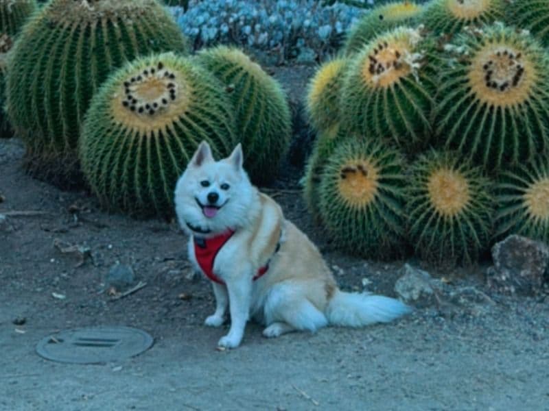 Pomeranian 6 years 4 months old male small named Nimbus for breeding in Santa Clara County, California | Petmeetly