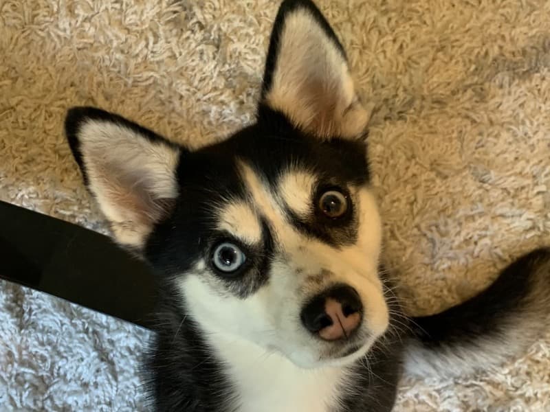 Luna primary photo
