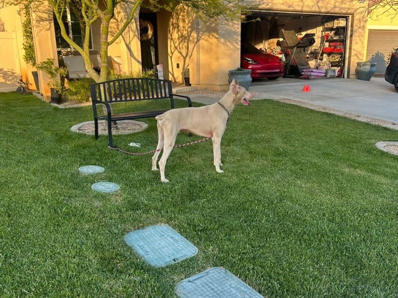 Doberman 2 years old male extra large named Sage for breeding in Riverside County, California | Petmeetly
