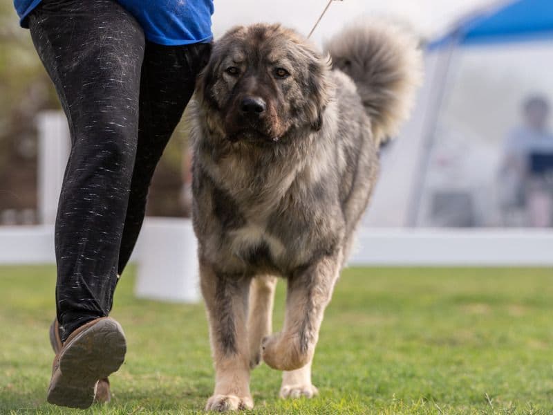 Caucasian Shepherd Dog 1 year 10 months old female extra large named Akasha for breeding in Cochise County, Arizona | Petmeetly