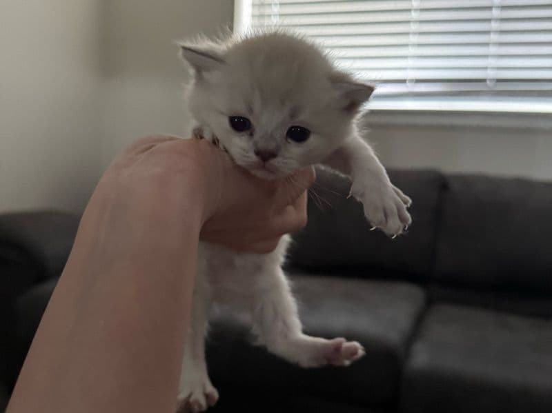 British Longhair 5 months old male named Snow for sale in Arapahoe County, Colorado | Petmeetly