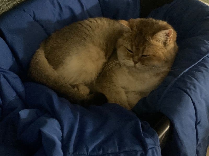 British Shorthair 1 year old female named Xiaobao for sale in Seine-Saint-Denis, Île-de-France | Petmeetly