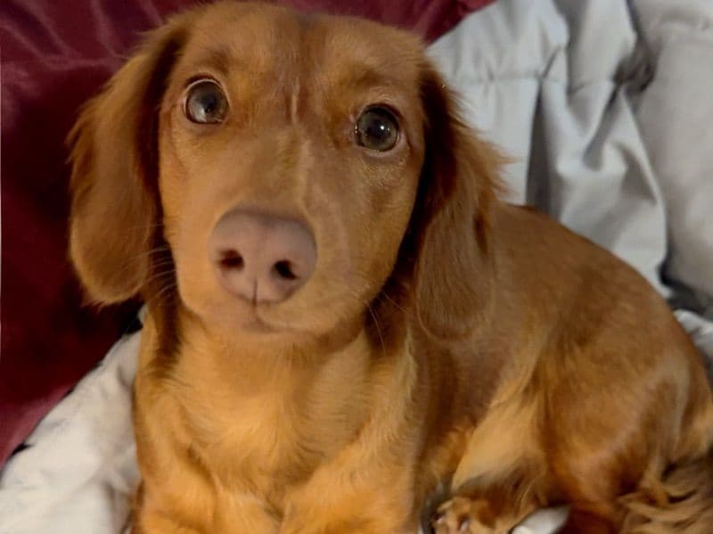 Patty - Miniature Dachshund | Petmeetly