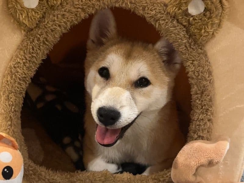 Shiba Inu 1 year old female medium named Money for breeding in Greater London, England | Petmeetly