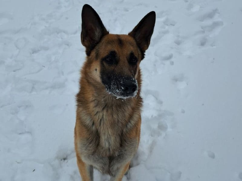 German Shepherd 3 years 9 months old male large named Max for sale in McCracken County, Kentucky | Petmeetly