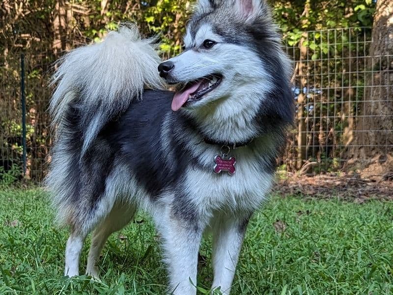 Lulu primary photo