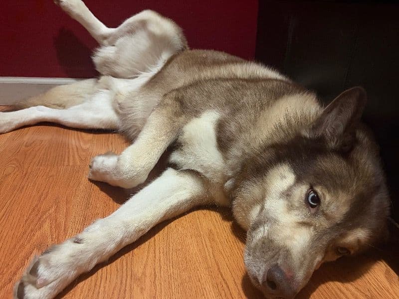 Siberian Husky 5 years 2 months old male medium named Memphis for breeding in Nassau County, New York | Petmeetly
