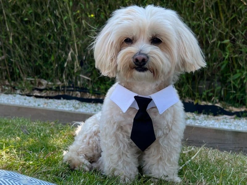 Maltipoo 4 years 7 months old male small named Pudding for breeding in Greater London, England | Petmeetly