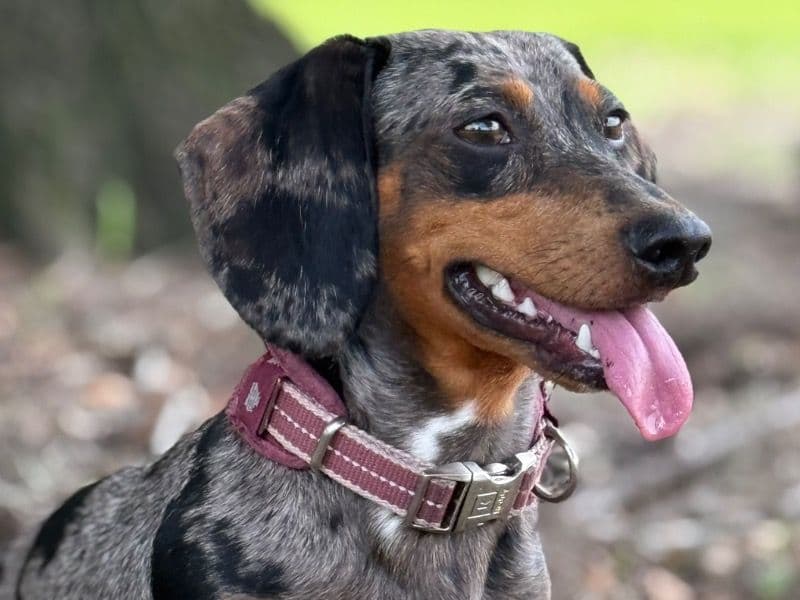 Miniature Dachshund 2 years old male small named Sullivan for breeding in Volusia County, Florida | Petmeetly