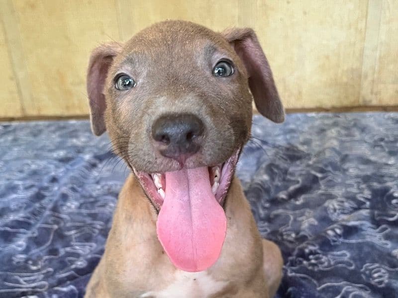 American PitBull Terrier 5 months old male medium named Rockie for sale in Houston County, Georgia | Petmeetly
