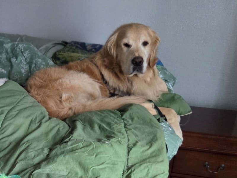 Golden Retriever 6 years 6 months old male large named Edgrr for breeding in Southeastern Connecticut Planning Region, Connecticut | Petmeetly