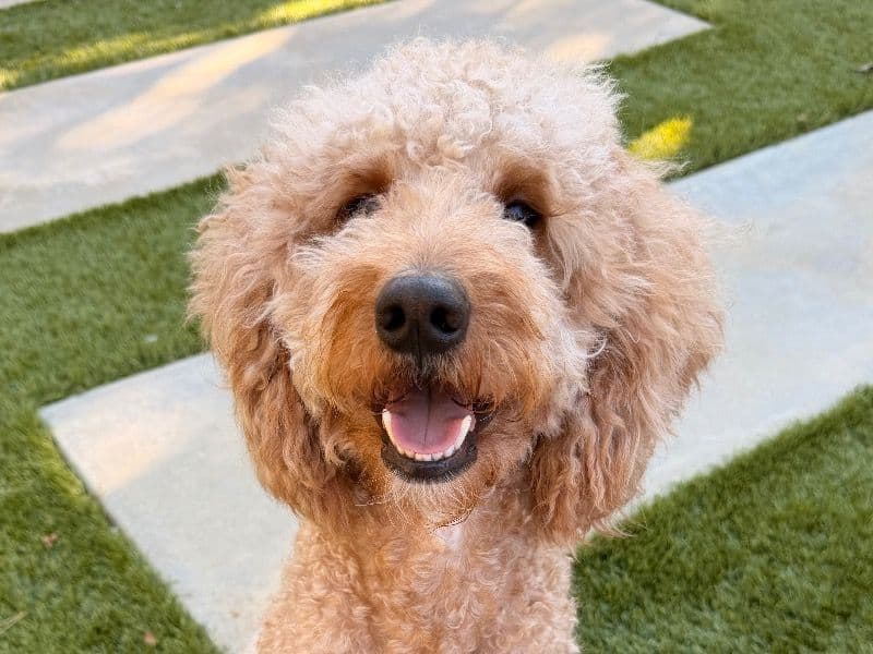 Golden Retriever 2 years 1 month old male medium named Rzr for breeding in Riverside County, California | Petmeetly