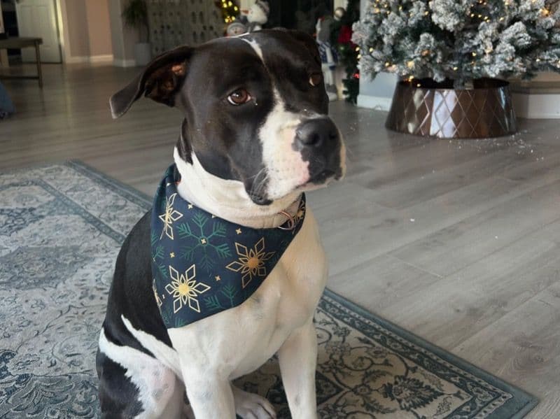 Pit Bull Terrier 2 years 11 months old female medium named Destiny for breeding in Riverside County, California | Petmeetly