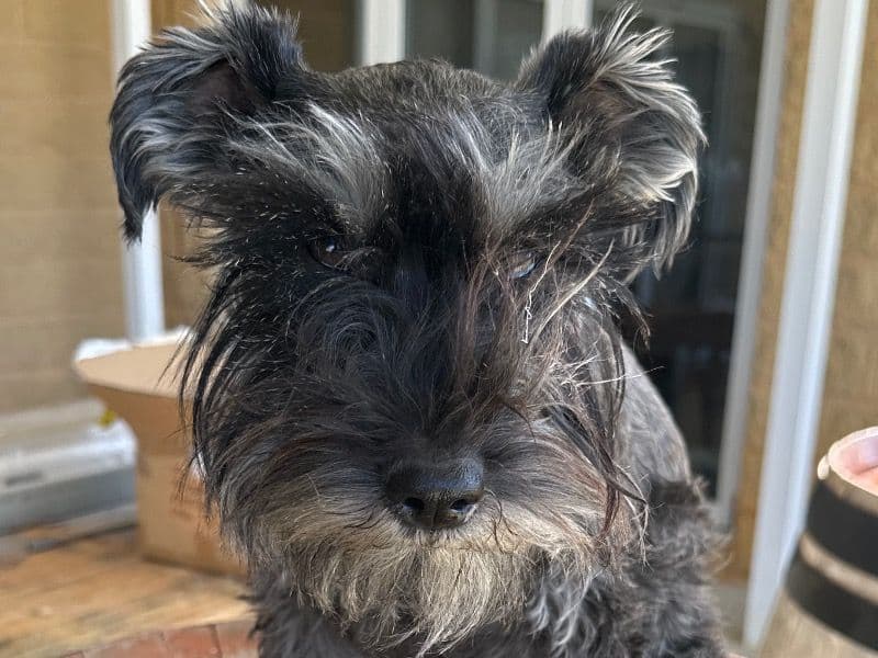 Miniature Schnauzer 3 years 2 months old female small named Schatzi for breeding in Mitchell Shire, Victoria | Petmeetly