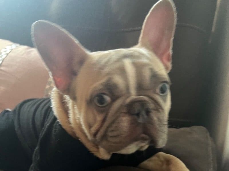 French Bulldog 1 year 4 months old female medium named Laila for sale in Middlesex County, New Jersey | Petmeetly
