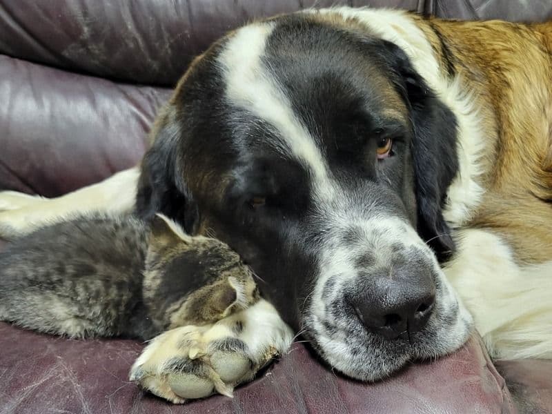 Saint Bernard 3 years 9 months old female large named Daisy for breeding in Morgan County, Colorado | Petmeetly
