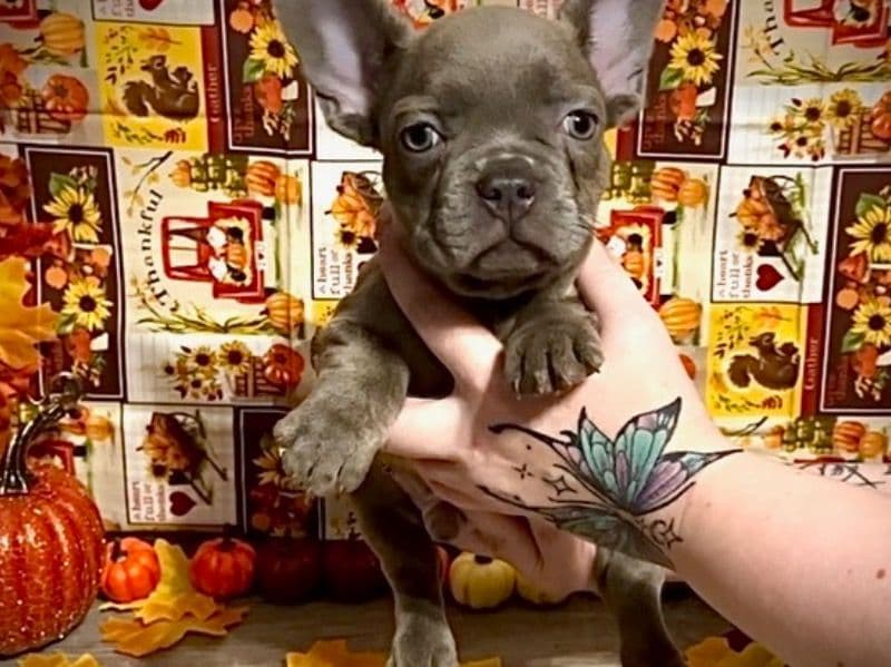 French Bulldog 4 months old male small named Hagrid for sale in Union County, Illinois | Petmeetly