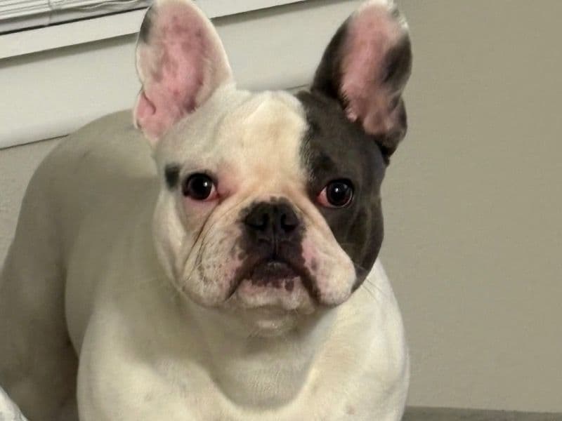French Bulldog 1 year 4 months old male medium named Tyson for sale in Grayson County, Texas | Petmeetly