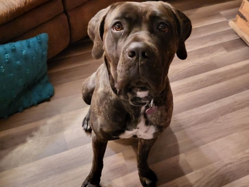Cane Corso 4 years 1 month old female extra large named Aryah for breeding in Apache County, Arizona | Petmeetly