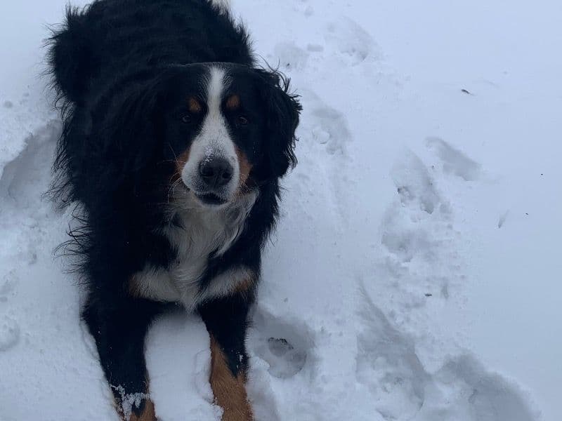 Bernese Mountain Dog 4 years old female large named Sandy for breeding in Portage County, Ohio | Petmeetly