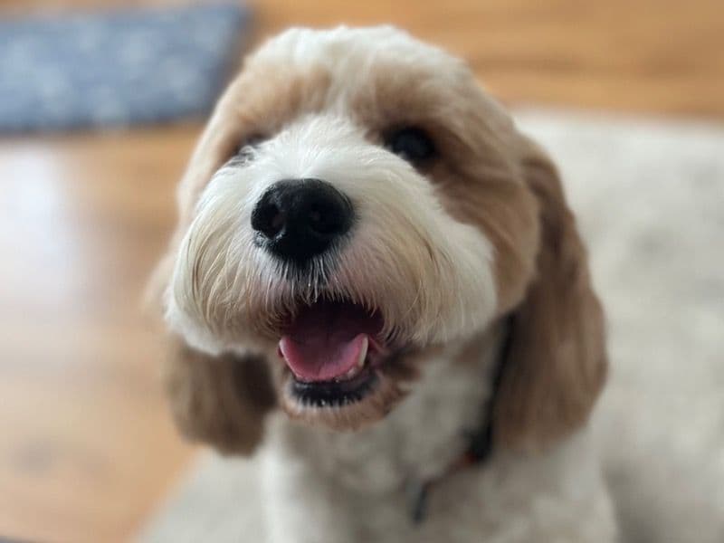 Bert primary photo