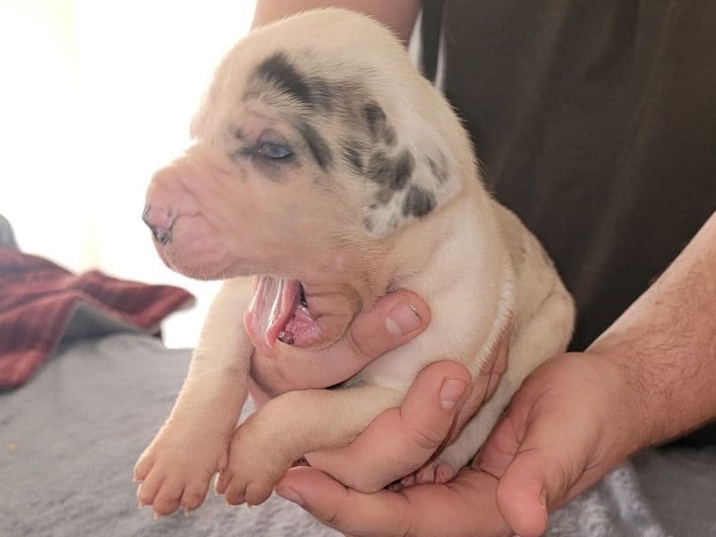 Great Dane 1 month old male extra large named Pirate Born 1/1/2026 for sale in Dallas County, Texas | Petmeetly