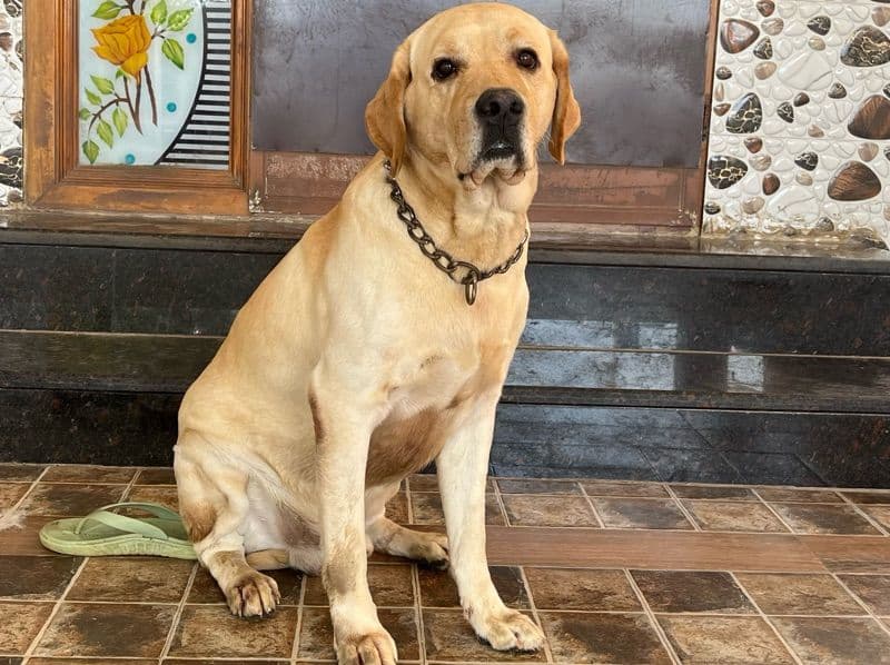 Labrador Retriever 2 years 2 months old male large named Bruno for breeding | Petmeetly