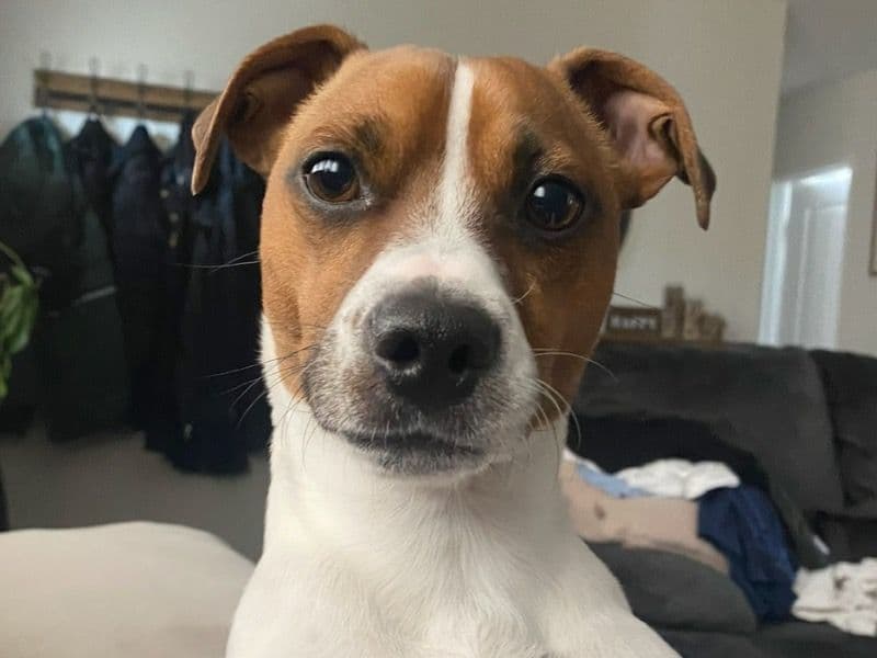 Bruno primary photo