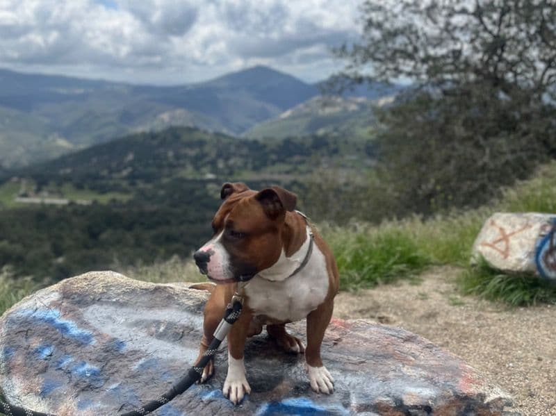 American Bully 2 years 2 months old male large named Rocky for breeding in San Diego County, California | Petmeetly