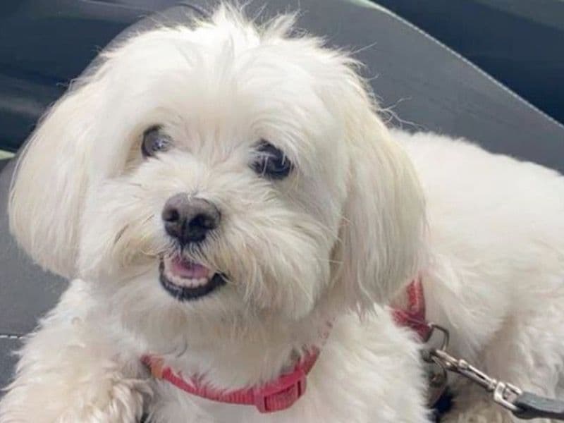 Lucy - Maltese | Petmeetly