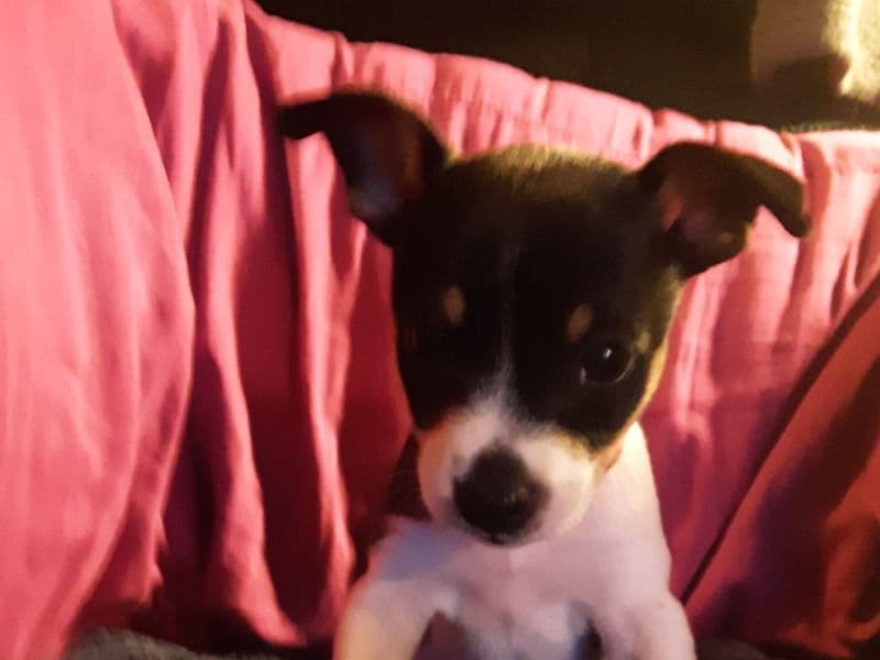Toy Fox Terrier 2 months old male small named Toy Fox Terriers for sale in Cuyahoga County, Ohio | Petmeetly