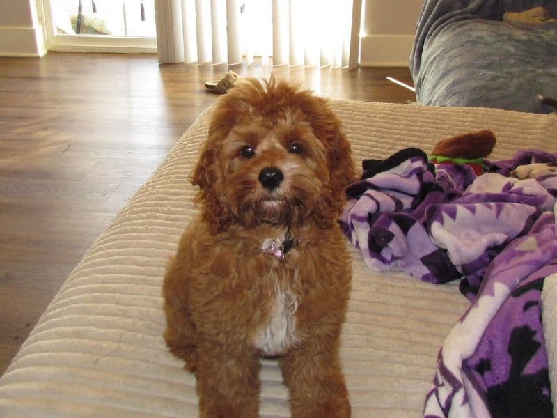 Stella primary photo