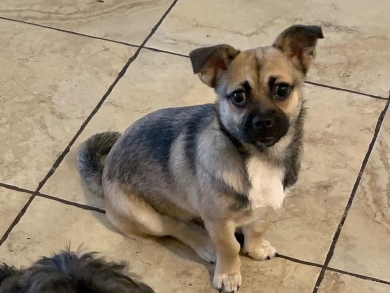 Corgi 5 years 5 months old female medium named Suki for breeding in Broward County, Florida | Petmeetly