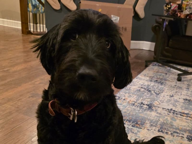 Bernedoodle 3 years old female medium named Lola for breeding in Middlesex County, Ontario | Petmeetly