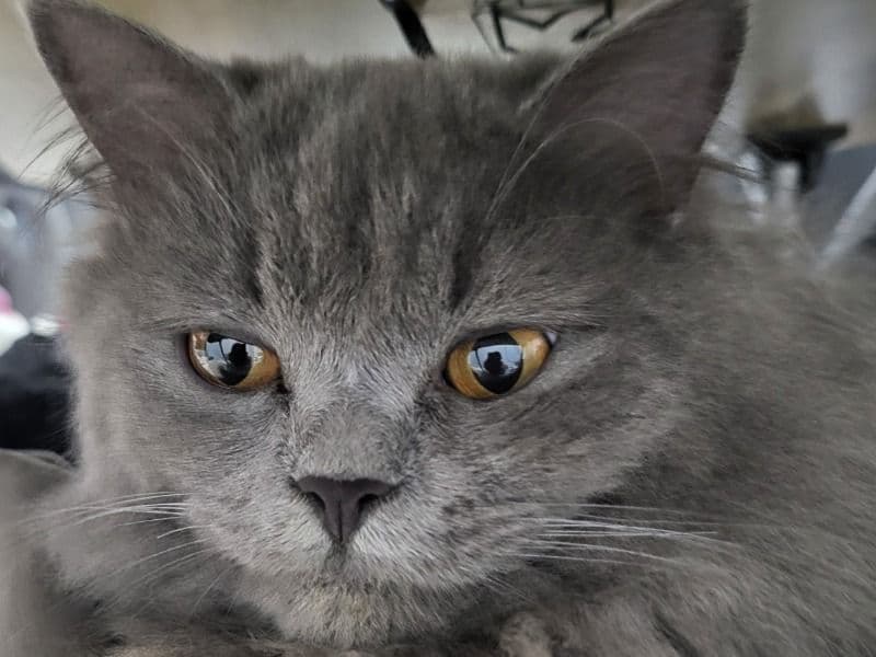 Persian 7 months old male named Max for breeding in Faridabad Division, Haryana | Petmeetly