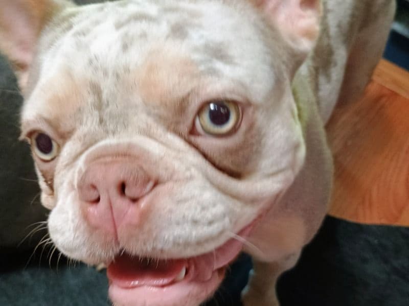 Faux Frenchbo Bulldog 1 year 6 months old female small named Ghost for breeding in Montgomery County, Maryland | Petmeetly