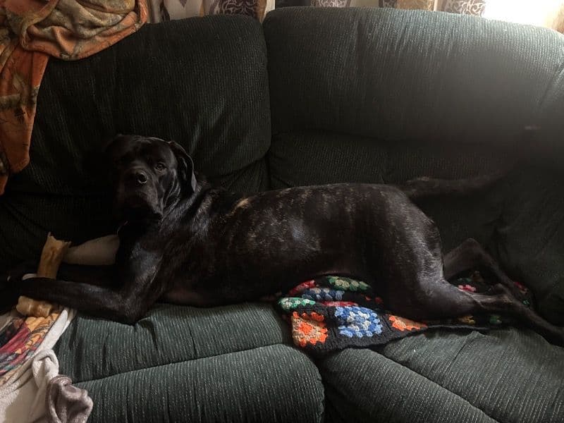 English Mastiff 2 years old female extra large named Charlotte for breeding in Steuben County, New York | Petmeetly