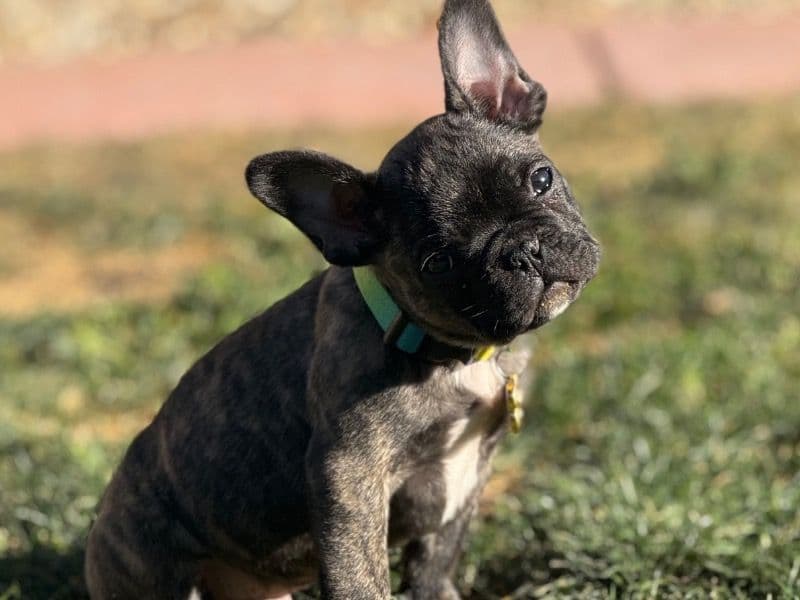 French Bulldog 1 year 2 months old male medium named Mufasa for breeding in Maricopa County, Arizona | Petmeetly