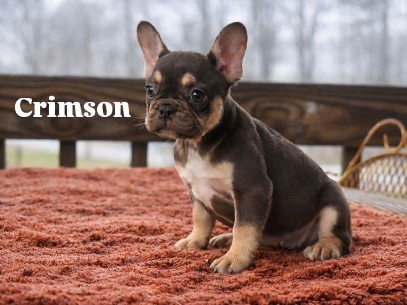 French Bulldog 2 months old female small named Crimson for sale in Rockingham County, North Carolina | Petmeetly