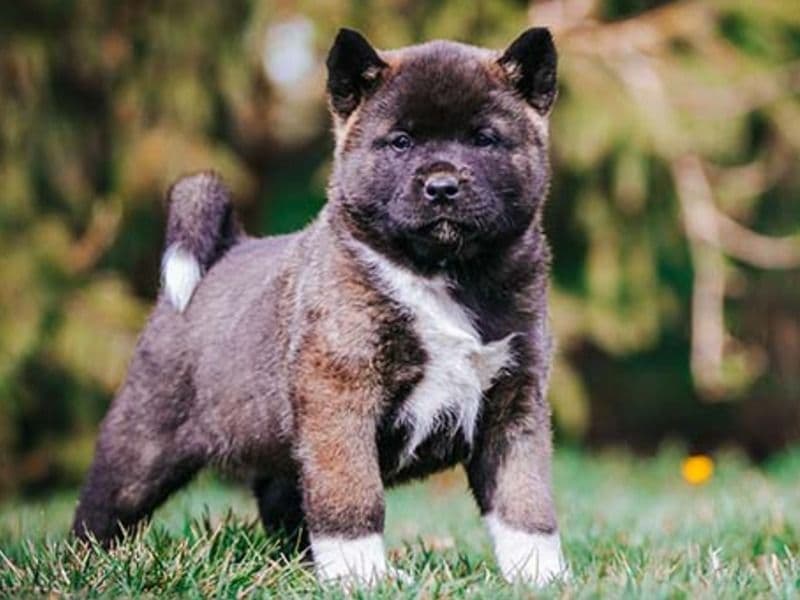 American Akita 7 months old female small named Carddy for sale in Harris County, Texas | Petmeetly